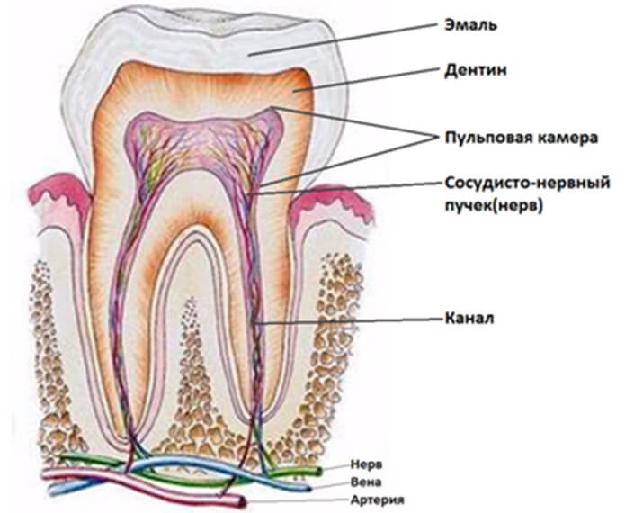 фото строения зуба