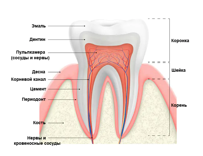 Строение зуба, фото Евродент